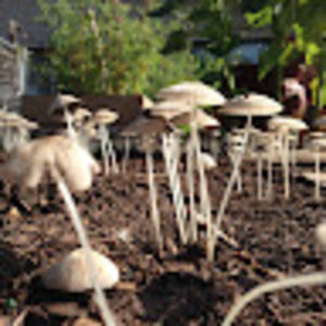 Meet your Posher, Bert